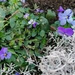 Viola × williamsii Blüte