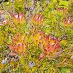 Leucadendron salignumDeilen