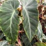 Begonia angularis Leaf