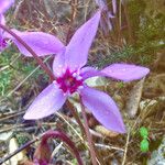 Cyclamen repandumBlomma