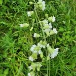 Silene stellata Leaf