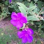 Tibouchina urvilleana Blüte