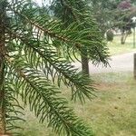 Picea abiesFuelha