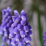 Muscari botryoides പുഷ്പം