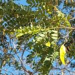 Albizia lebbeck Blad