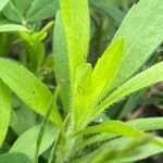 Symphyotrichum pilosumLeaf