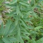 Inula salicina Likasa