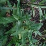 Saponaria officinalis Likasa