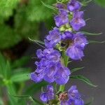 Hyssopus officinalis 花