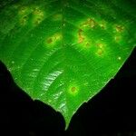 Paullinia rugosa Други