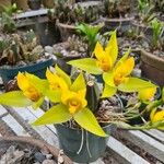 Lycaste cruenta