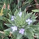 Verbena bracteata Blüte