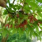 Acer mandshuricum Blatt