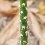 Pereskiopsis diguetii Corteza