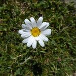 Leucanthemopsis alpina Flower