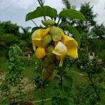 Gmelina philippensis Floare