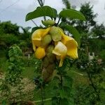 Gmelina philippensis Flower