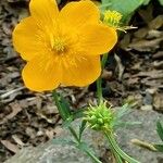 Trollius chinensis Fiore