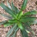 Eryngium agavifolium ഇല