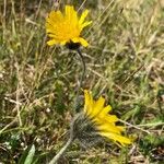 Hieracium alpinum Bloem