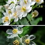 Diphylleia cymosa Λουλούδι