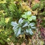 Vaccinium vitis-idaea Leaf