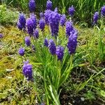 Muscari neglectumFlor