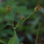 Bidens alba Flor