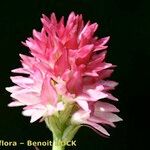 Gymnadenia buschmanniae 花