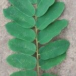 Dalbergia saxatilis Leaf