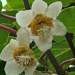 Actinidia chinensis 花