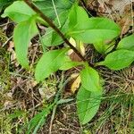 Solidago virgaurea Folha