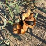 Pancratium maritimum Fruit