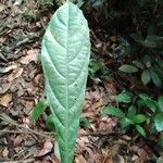 Homalium longistylum Leaf