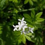 Galium odoratum Λουλούδι