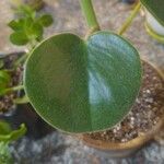 Peperomia polybotrya Blatt