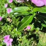 Catharanthus roseus Folla
