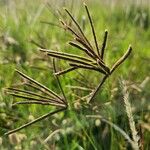 Eustachys paspaloides Fleur