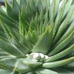 Aloe polyphylla Blad