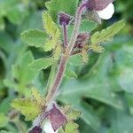 Calceolaria chelidonioides Kvet