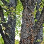 Corylus colurna Rinde