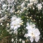 Exochorda racemosa फूल