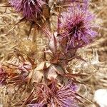 Cynara algarbiensis