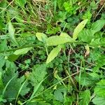 Erigeron strigosus Blatt