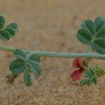 Indigofera argentea Blatt