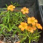 Oxalis gracilis