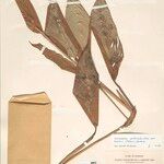 Ischnosiphon puberulus Hoja