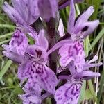 Dactylorhiza majalisFlower