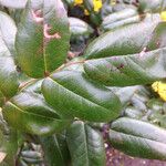 Berberis aquifolium 葉