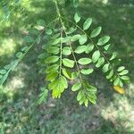 Diphysa americana ᱥᱟᱠᱟᱢ
